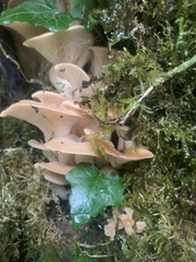 Lentinellus cochleatus
