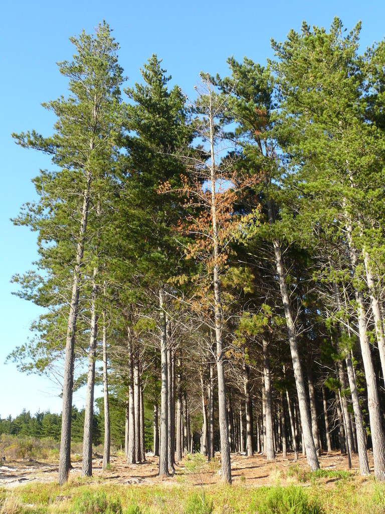 Pine Pitch Canker (Fungi of southern Africa) · iNaturalist