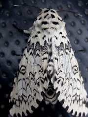 Kamalia kandyia