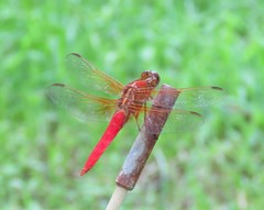 Libellula croceipennis