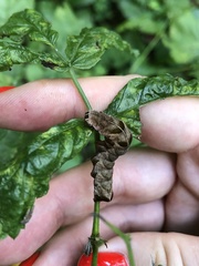 Melanchra persicariae