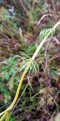 Kadenia dubia