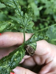 Melanchra persicariae