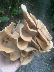 Lentinellus cochleatus