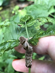 Melanchra persicariae