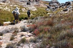Erica daphniflora daphniflora