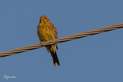 Emberiza citrinella
