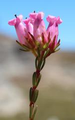 Erica daphniflora daphniflora