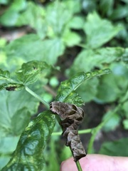 Melanchra persicariae