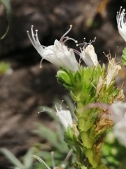 Echium giganteum