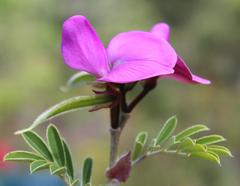 Tephrosia grandiflora