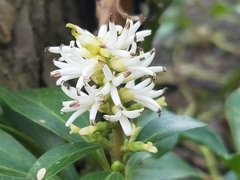 Pachysandra terminalis