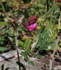 Tephrosia grandiflora