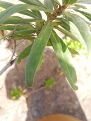 Echium giganteum