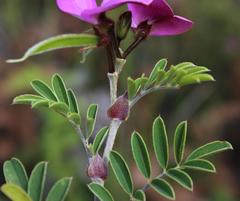 Tephrosia grandiflora