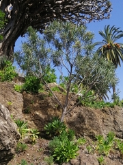 Echium giganteum