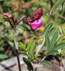 Tephrosia grandiflora