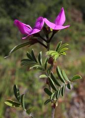 Tephrosia grandiflora