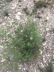 Spermolepis inermis
