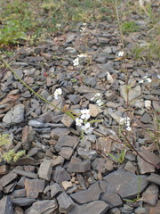 Dontostemon pinnatifidus