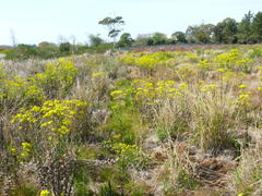 Senecio subcanescens