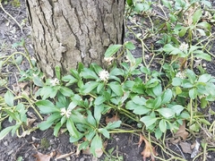 Pachysandra terminalis