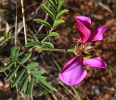 Tephrosia grandiflora