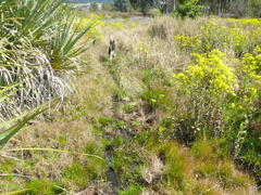 Senecio subcanescens