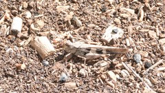 Trimerotropis cincta