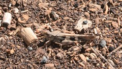 Trimerotropis cincta