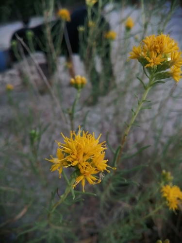 Image of Isocoma coronopifolia by (c) Karla M. Benítez, some rights reserved (CC BY)