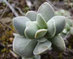 Adromischus caryophyllaceus
