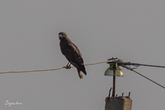 Buteo buteo