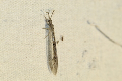 Nemoleontinae