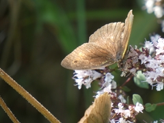 Hyponephele lycaon