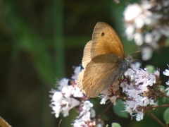 Hyponephele lycaon