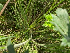 Ranunculus constantinopolitanus