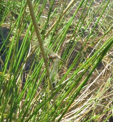 Leucorrhinia intacta