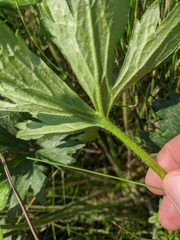 Ranunculus constantinopolitanus
