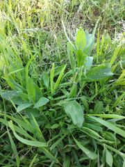 Silene latifolia alba