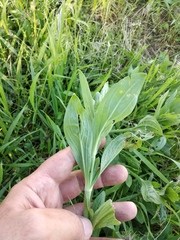 Silene latifolia alba