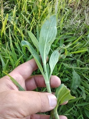 Silene latifolia alba