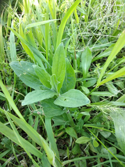 Silene latifolia alba