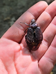 Osmoderma subplanata