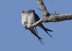Hemiprocne coronata