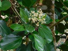 Graffenrieda cucullata