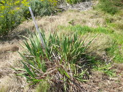Watsonia angusta