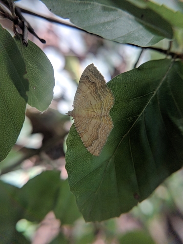 piadivka žihľavová (Camptogramma bilineata)