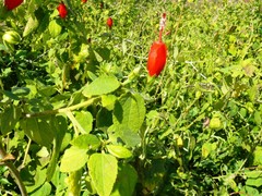 Malvaviscus arboreus arboreus