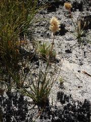 Geochloa rufa